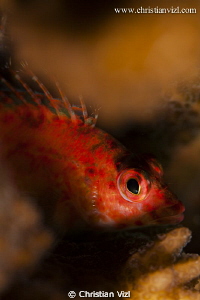 Close up of fish hiding in corals, Ixtapa Mexico. by Christian Vizl 